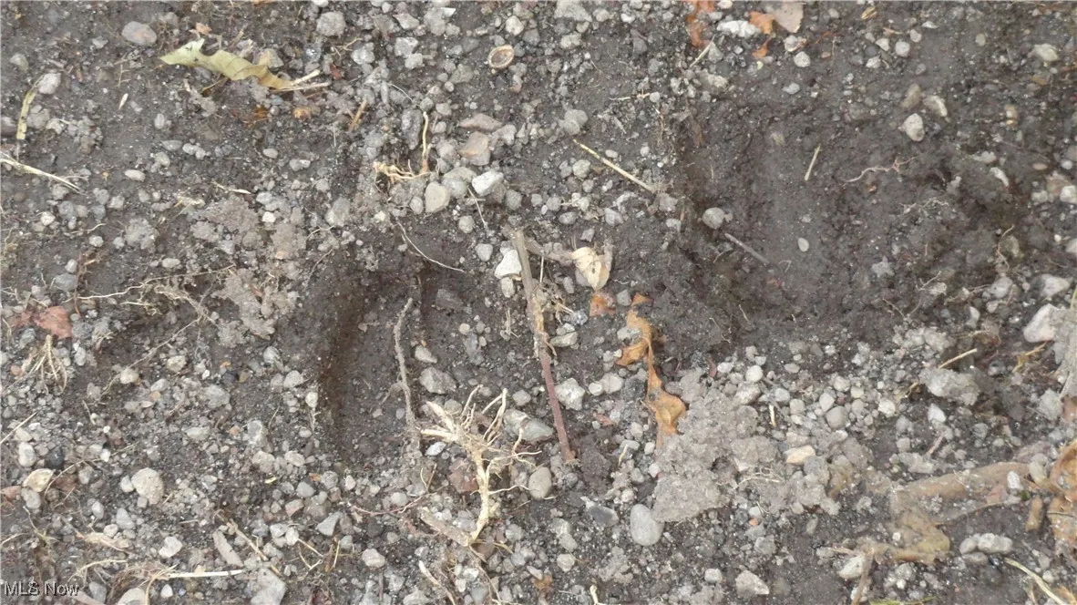 Wildlife
