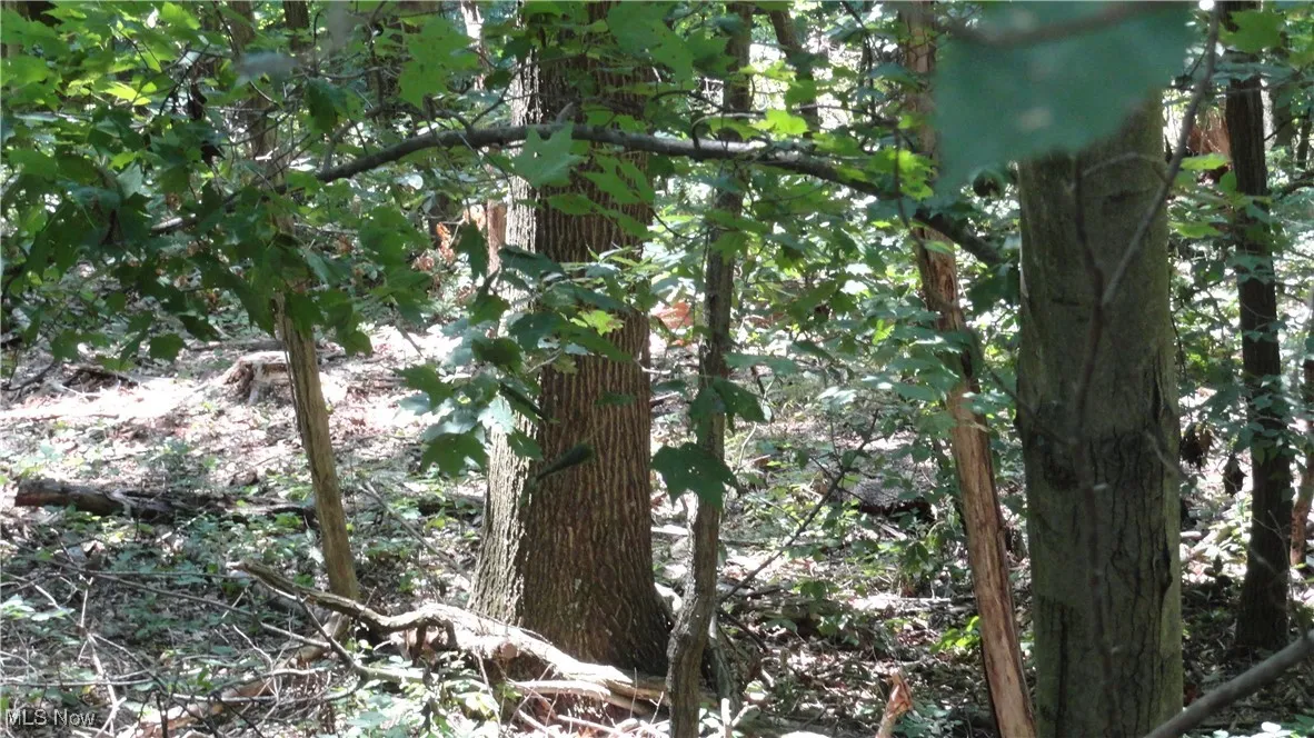 Many large hardwoods