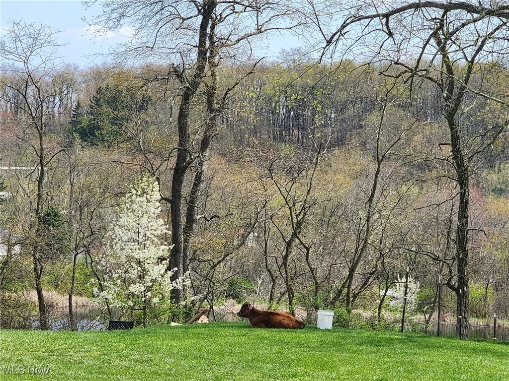 View of grassy yard