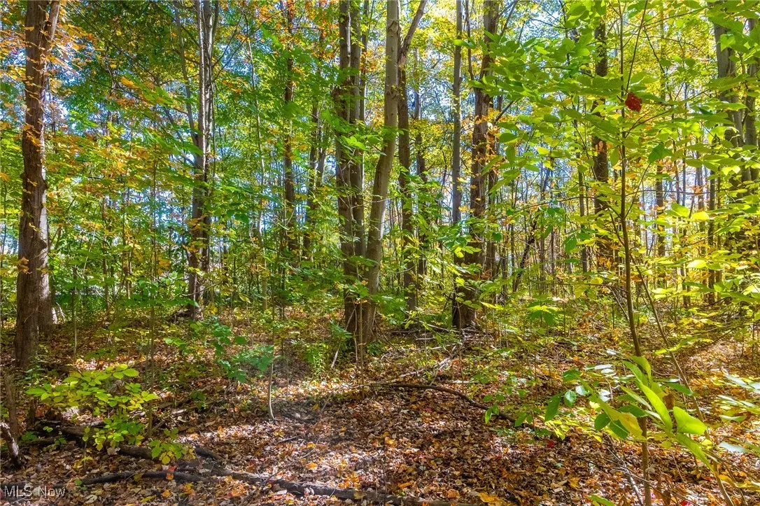 View of wooded area