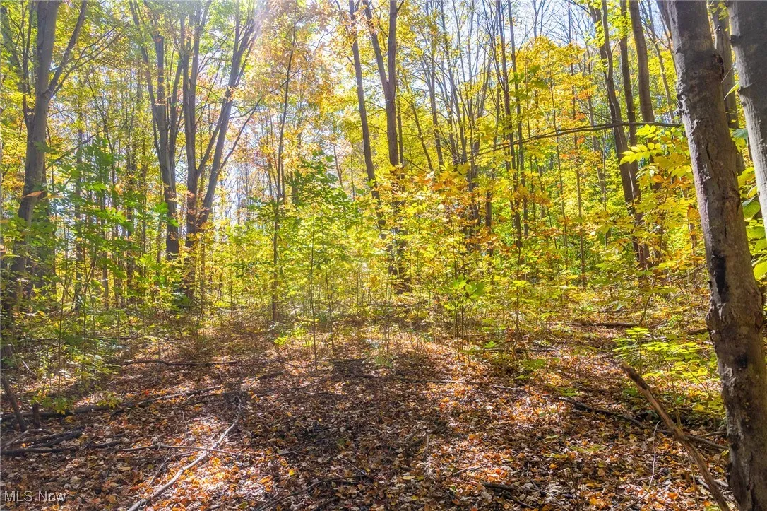 View of woods