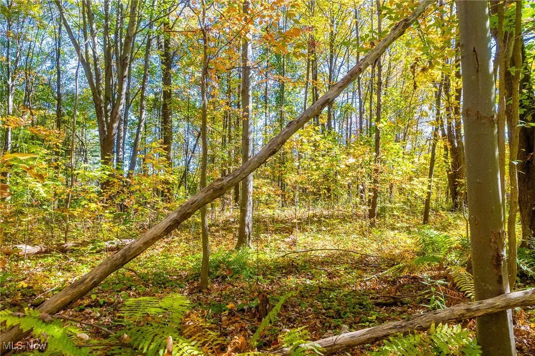 View of wooded area