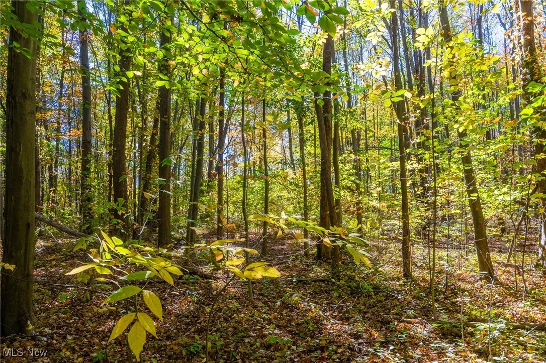 View of woods