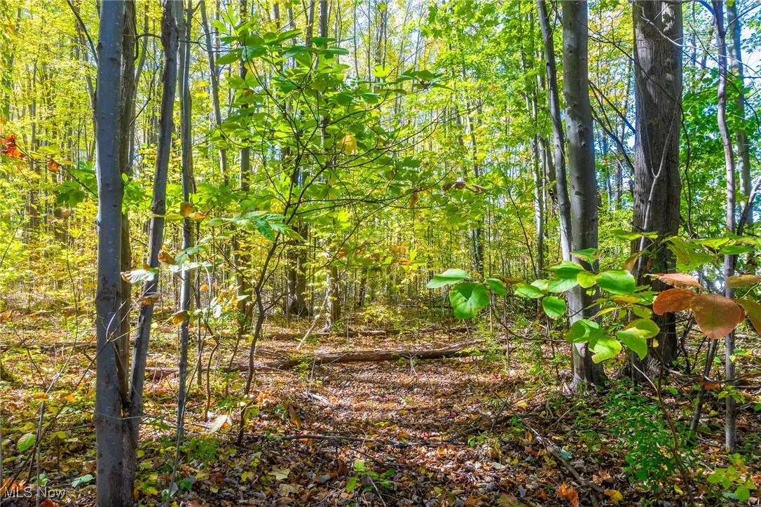 View of wooded area