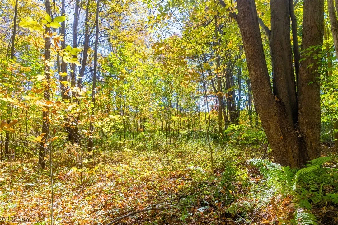 View of wooded area
