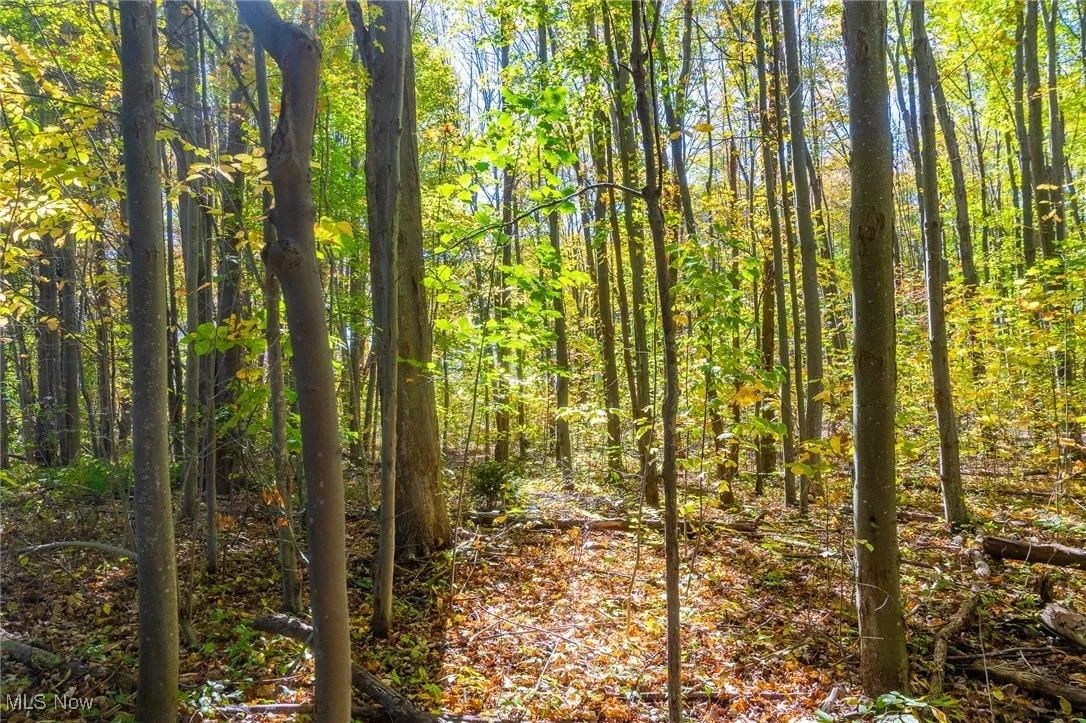 View of woods