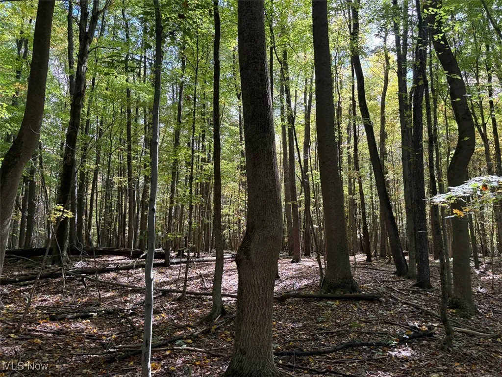 View of wooded area