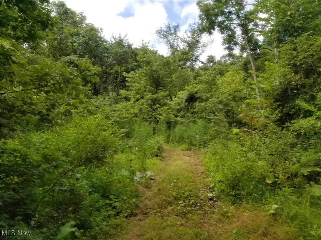 View of woods