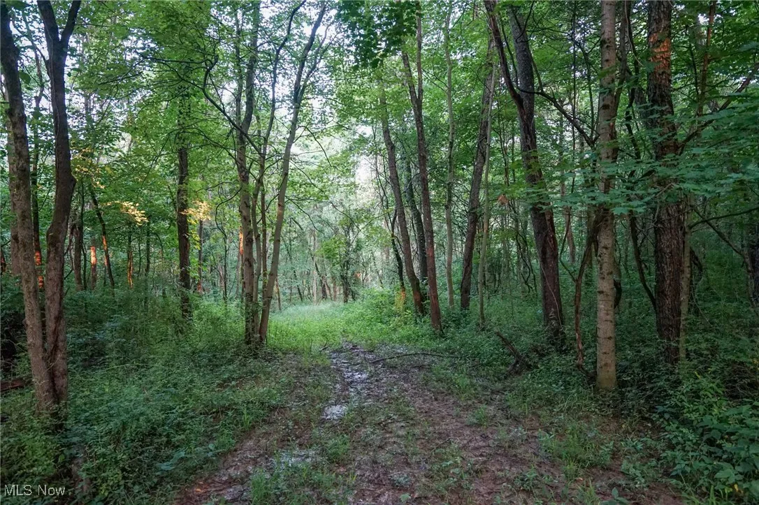 View of woods