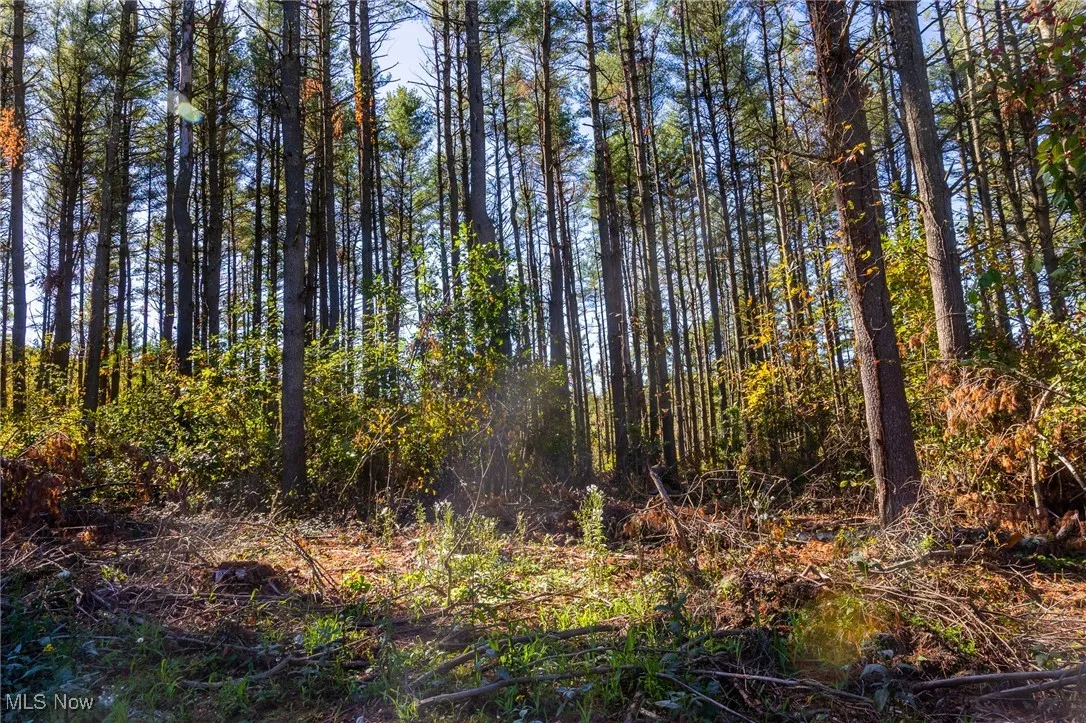 View of undeveloped land