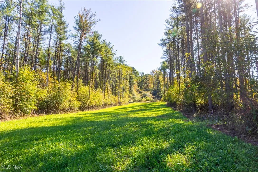View of grassy yard featuring a forest view