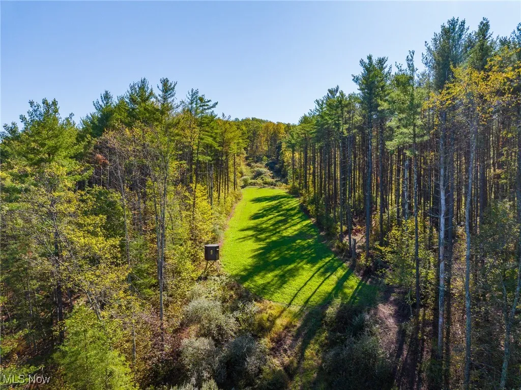 View of tree filled area