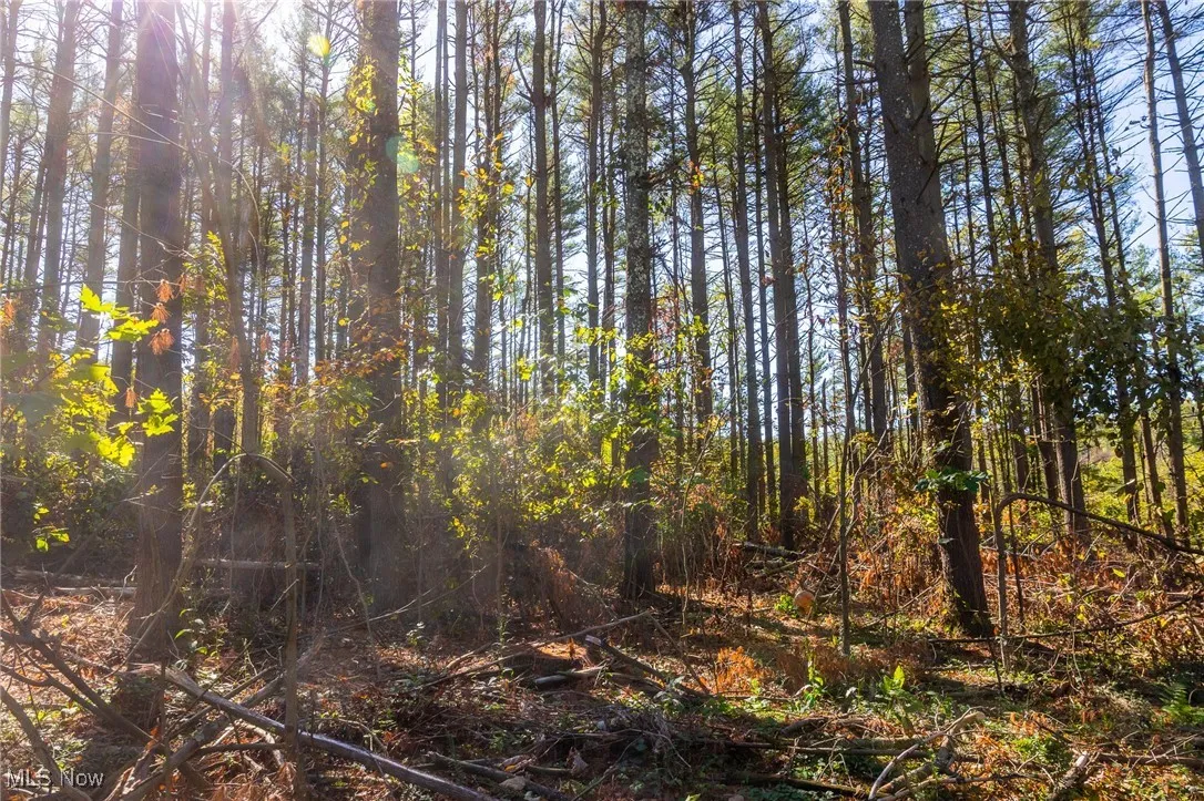 View of wooded area