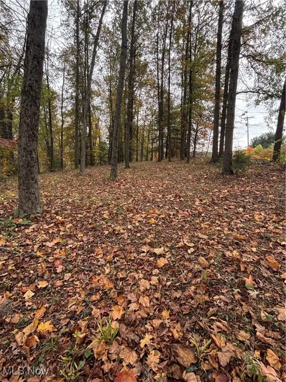 View of local wilderness