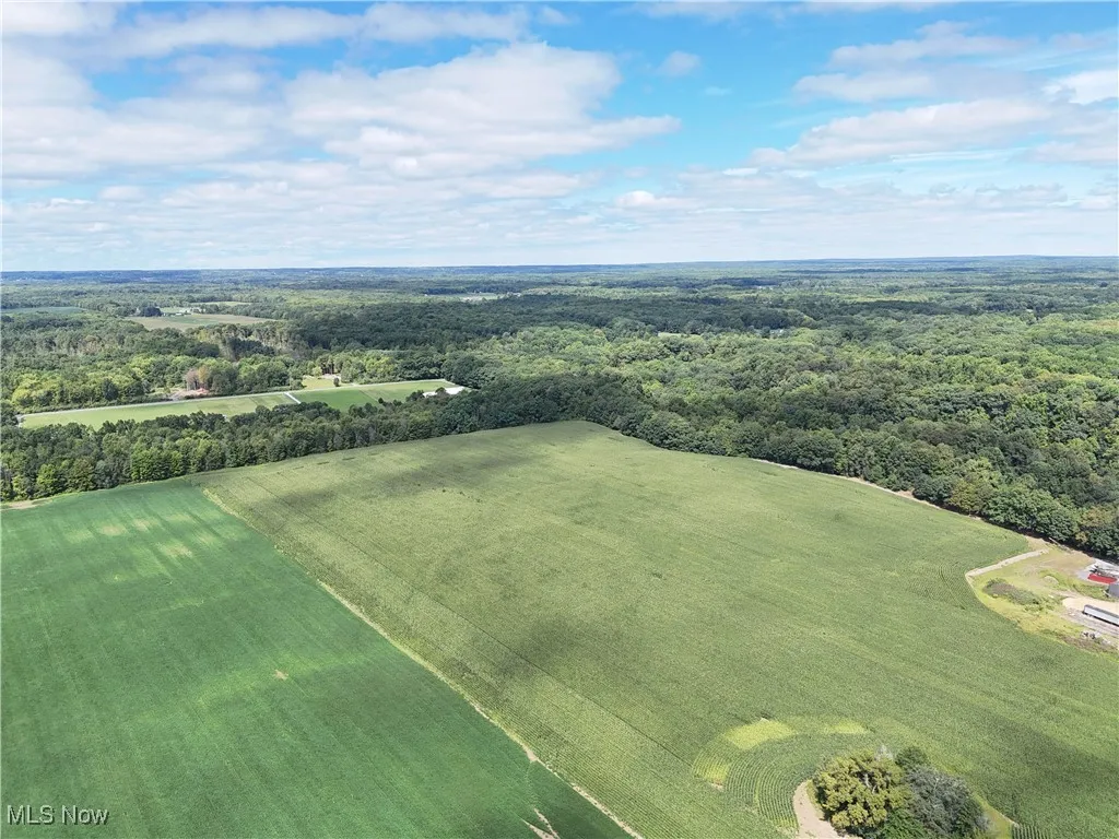 Bird's eye view of a forest