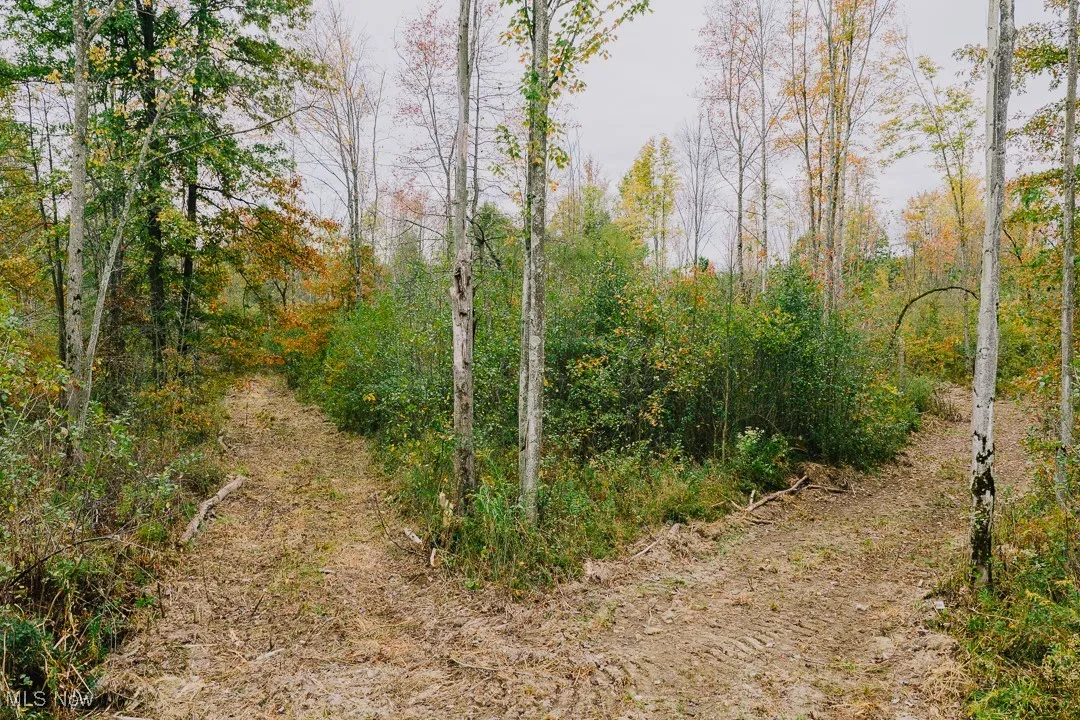View of tree filled area
