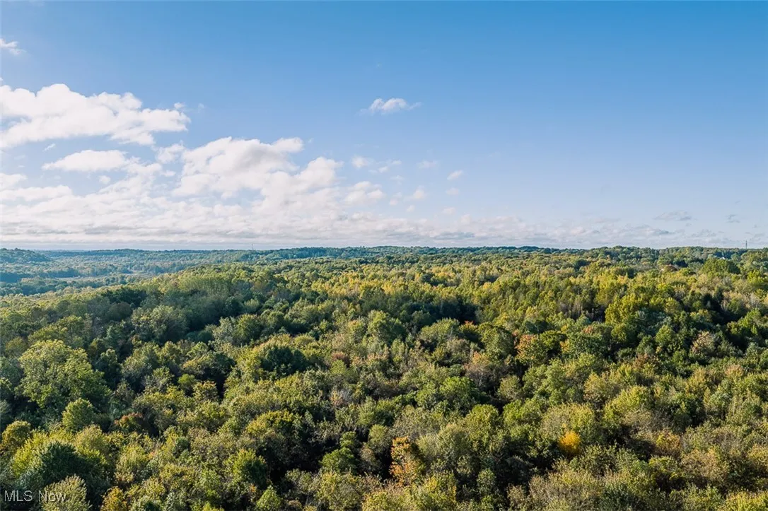 Aerial view of a forest