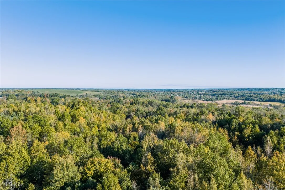 Aerial view of a forest