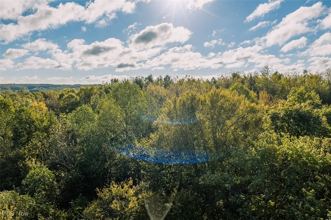 Bird's eye view of a forest