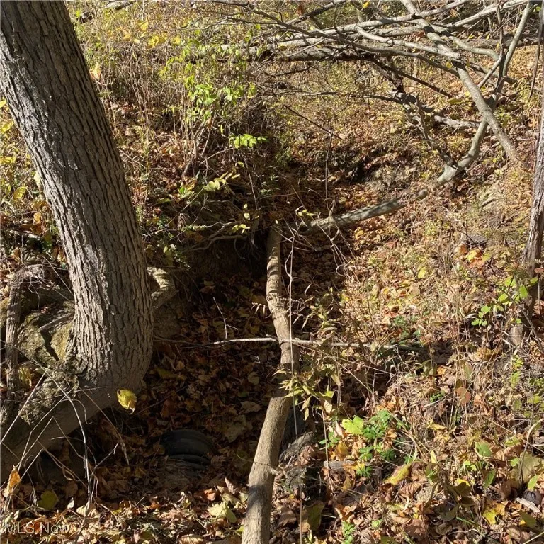 View of local wilderness