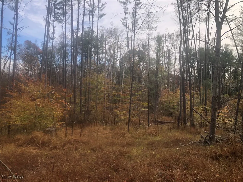View of small clearing in the woods