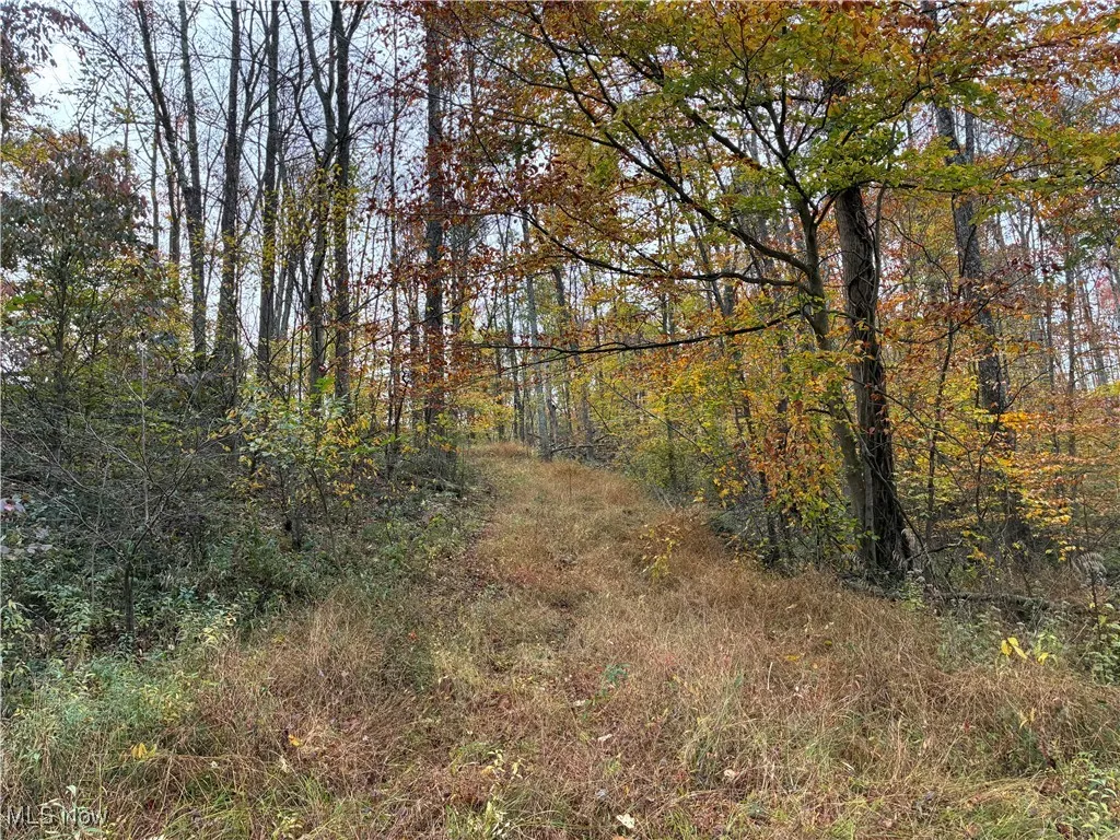 View of path through the woods