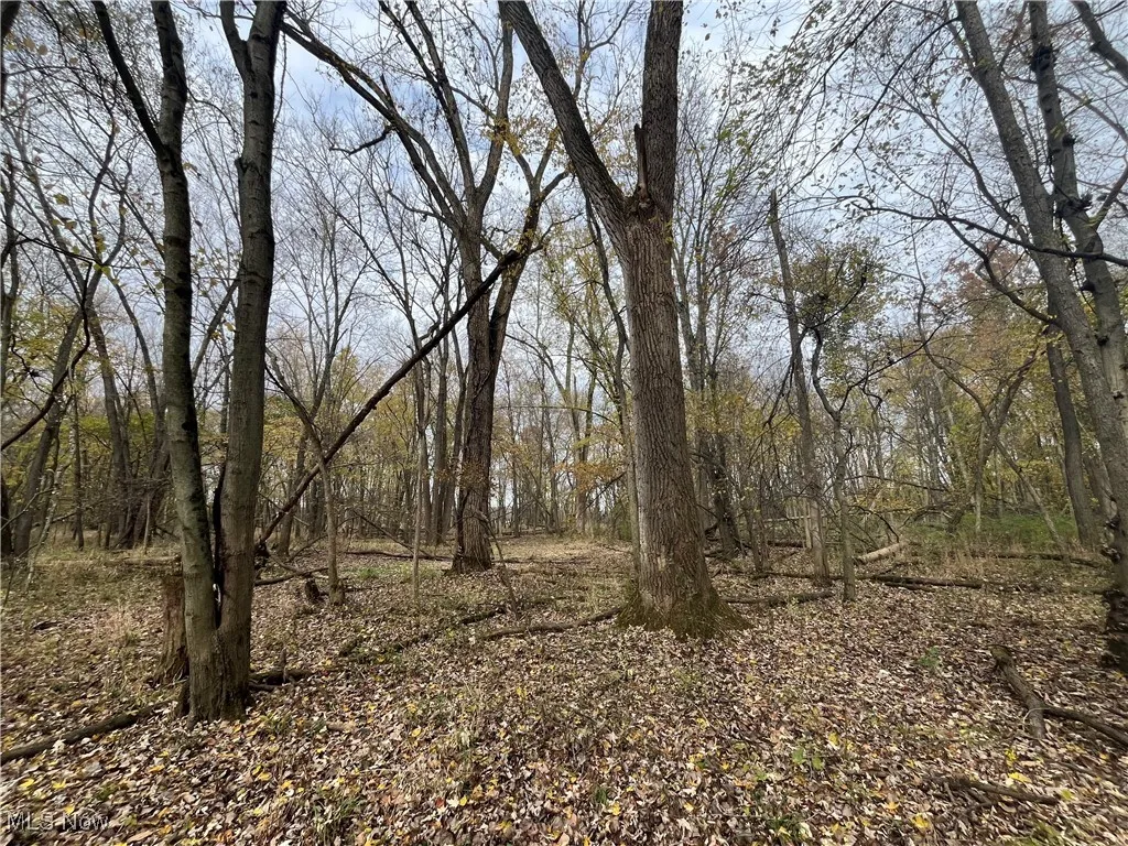 View of tree filled area