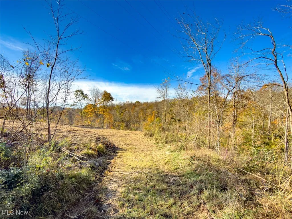 View of tree filled area