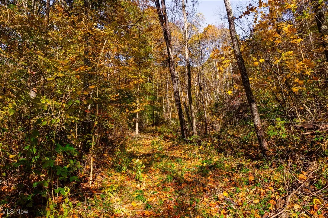 View of tree filled area