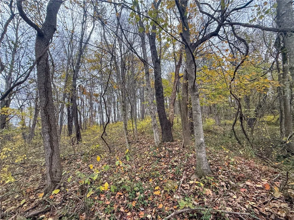 View of tree filled area
