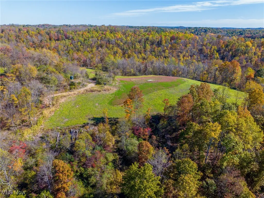 Bird's eye view of a forest