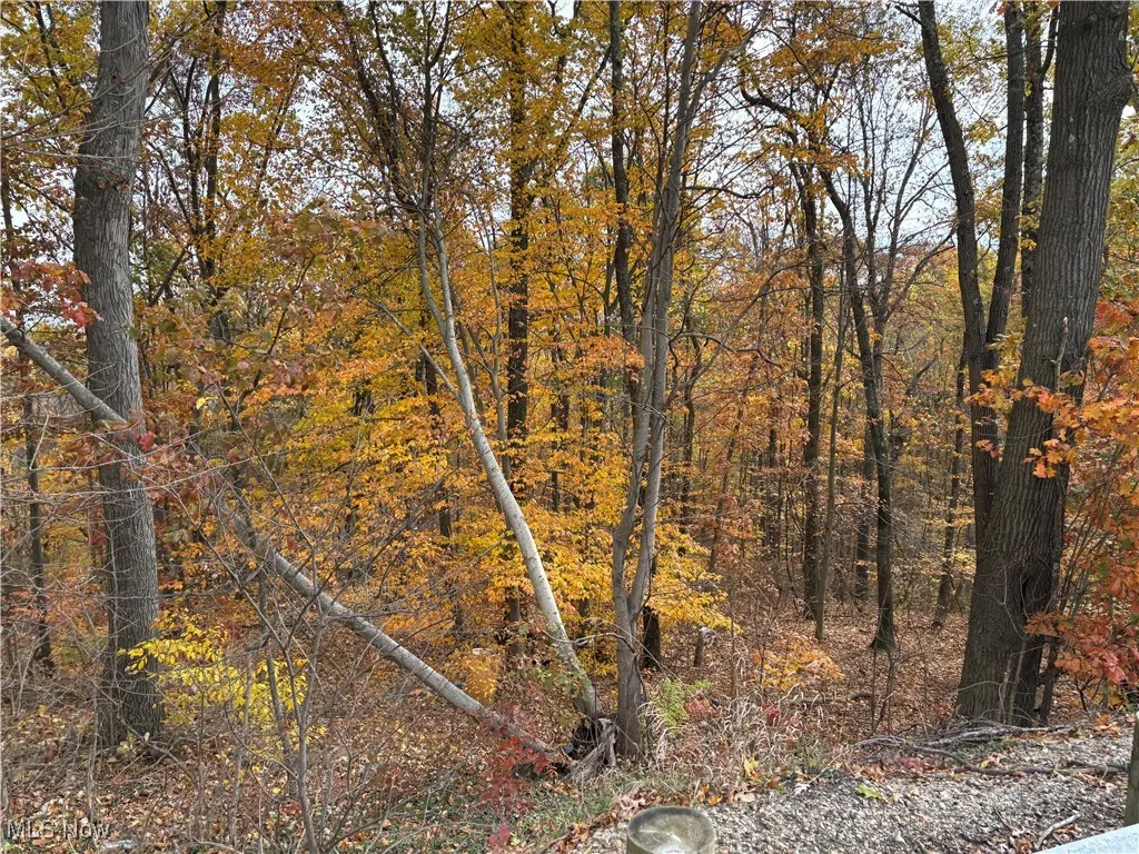 View of local wilderness