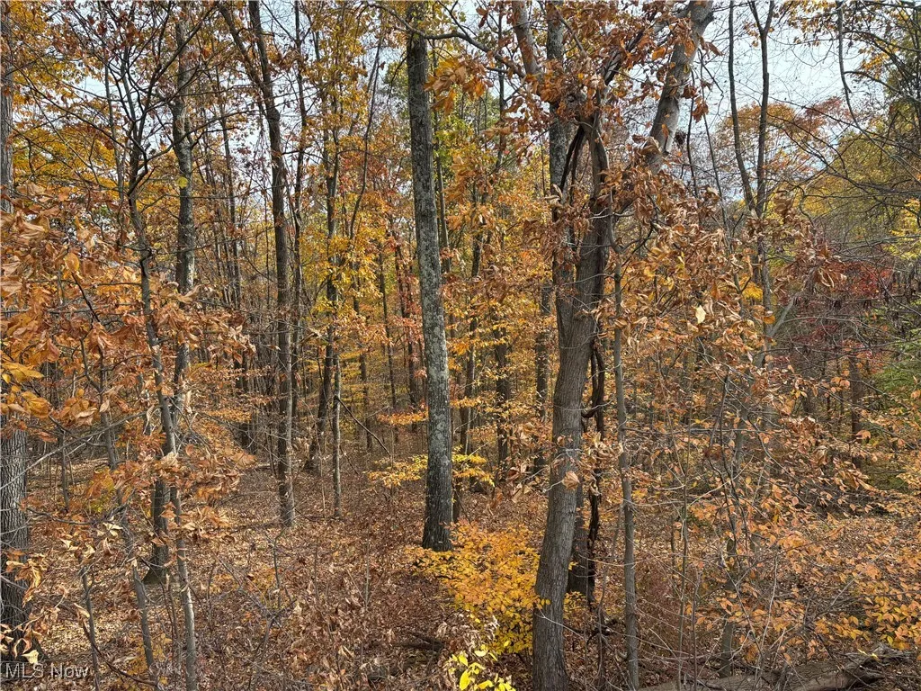 View of woods