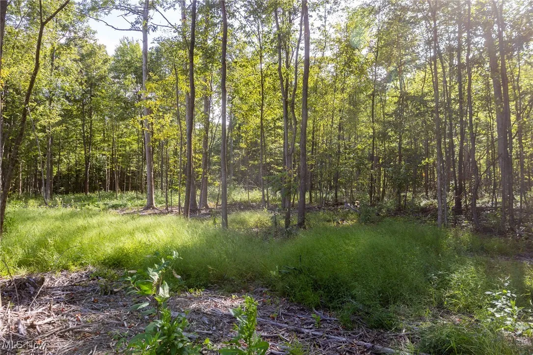 View of tree filled area