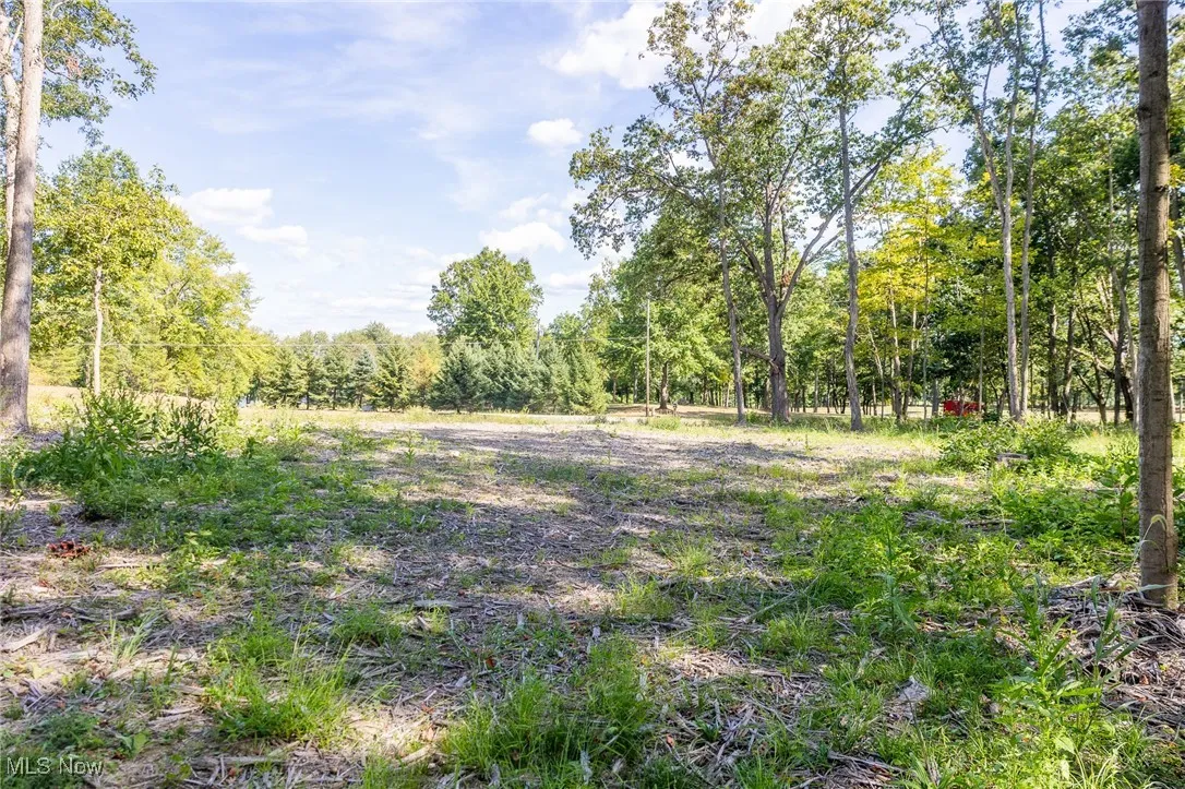 View of tree filled area