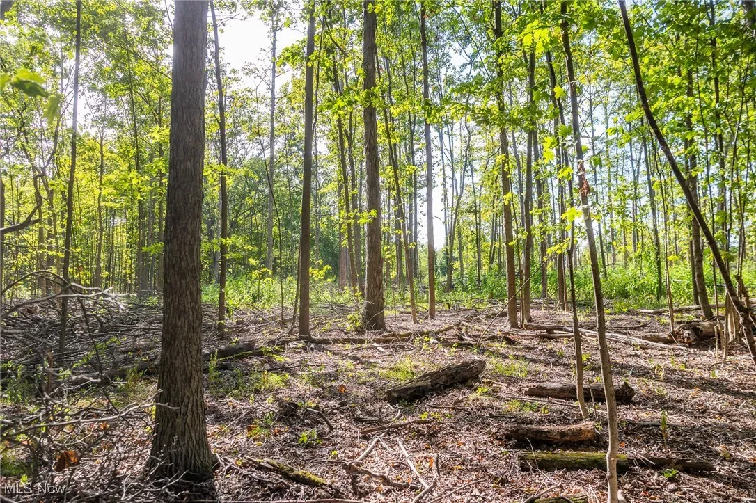 View of undeveloped land