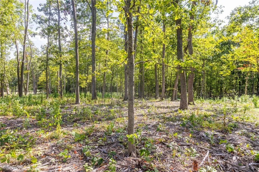 View of tree filled area