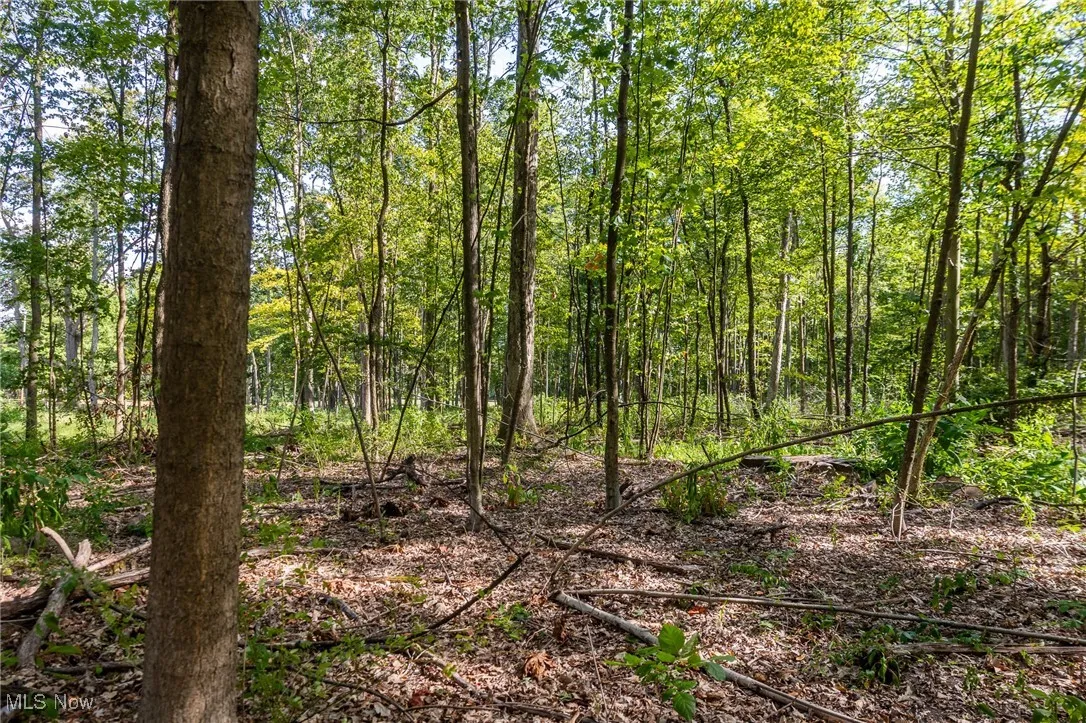 View of tree filled area