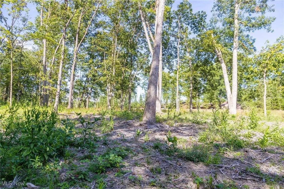 View of undeveloped land