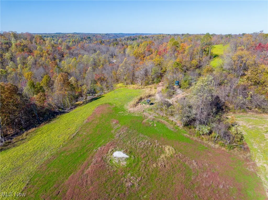Aerial view of a forest