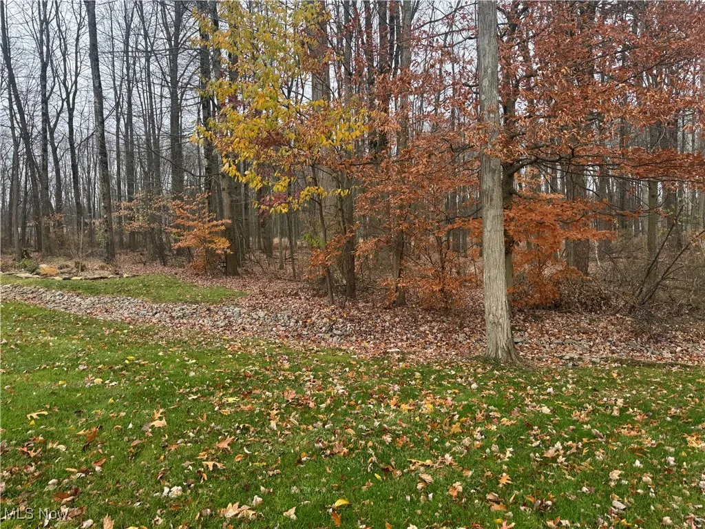 View of local wilderness