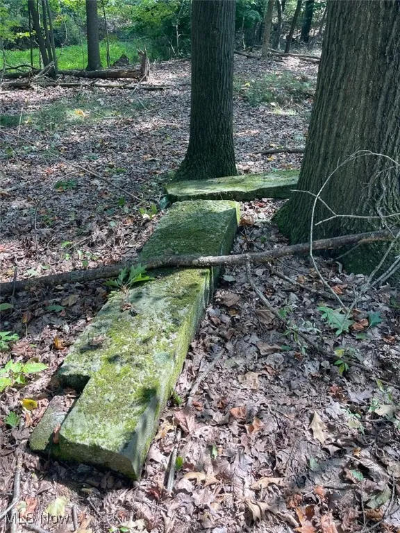 View of local wilderness