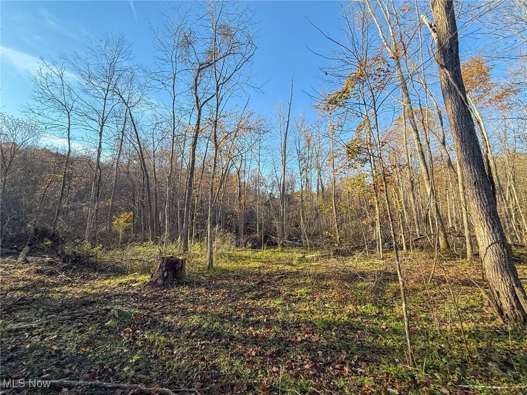 View of local wilderness