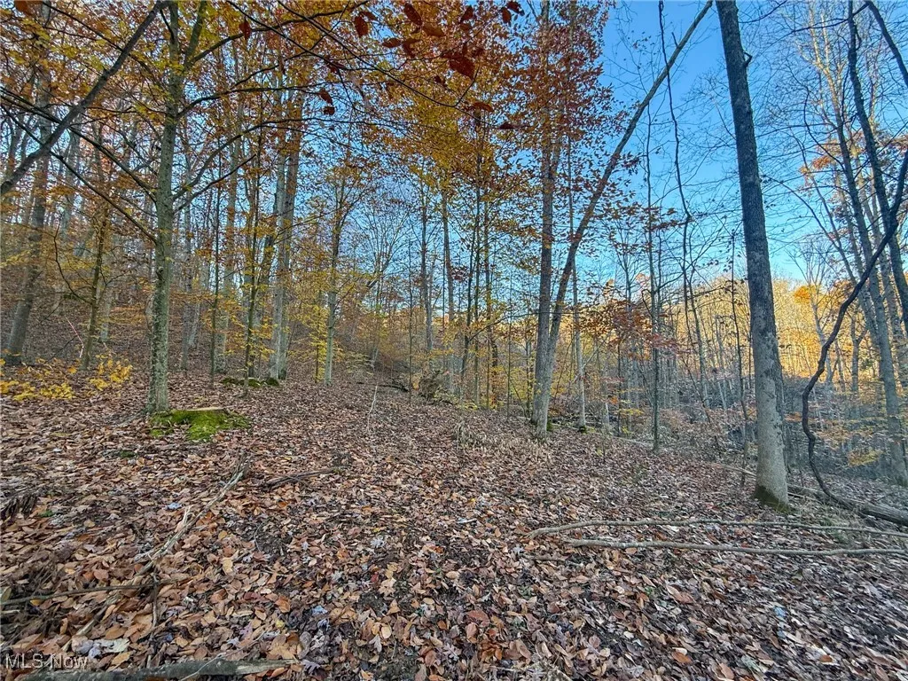 View of tree filled area