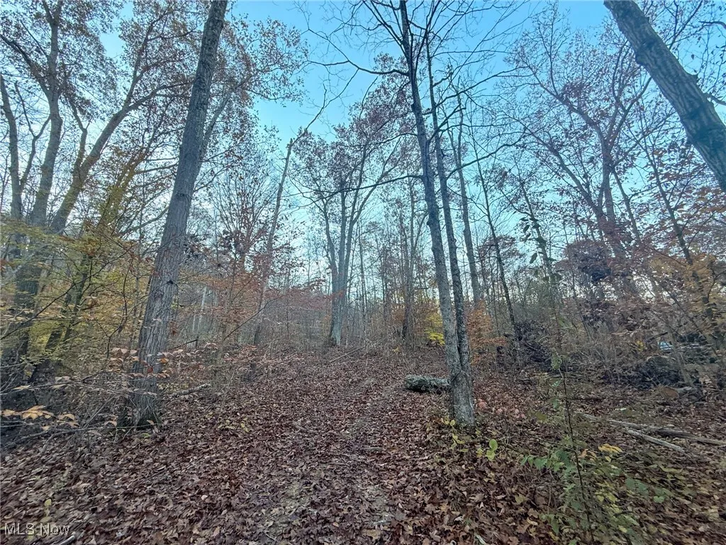 View of tree filled area