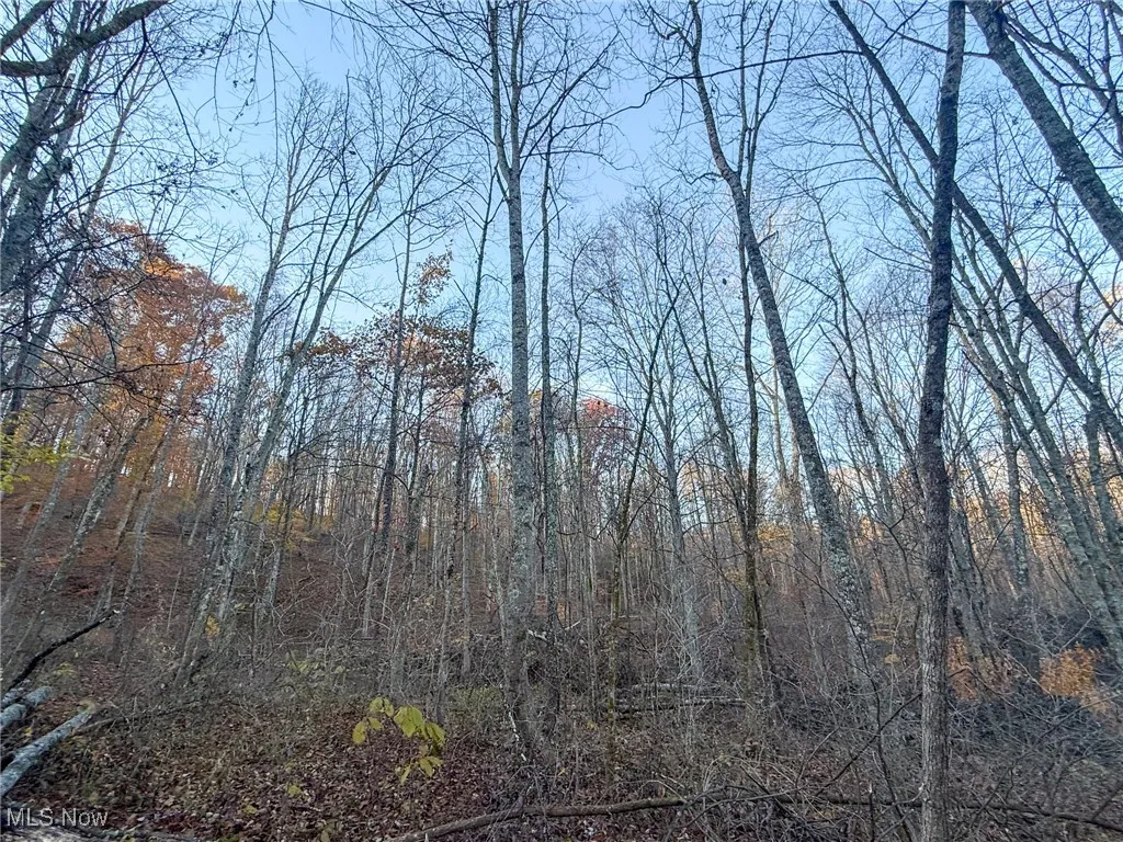 View of tree filled area