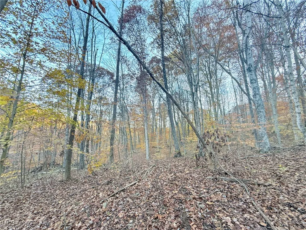 View of wooded area