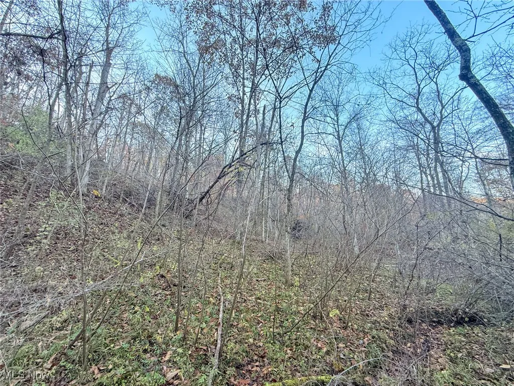 View of tree filled area