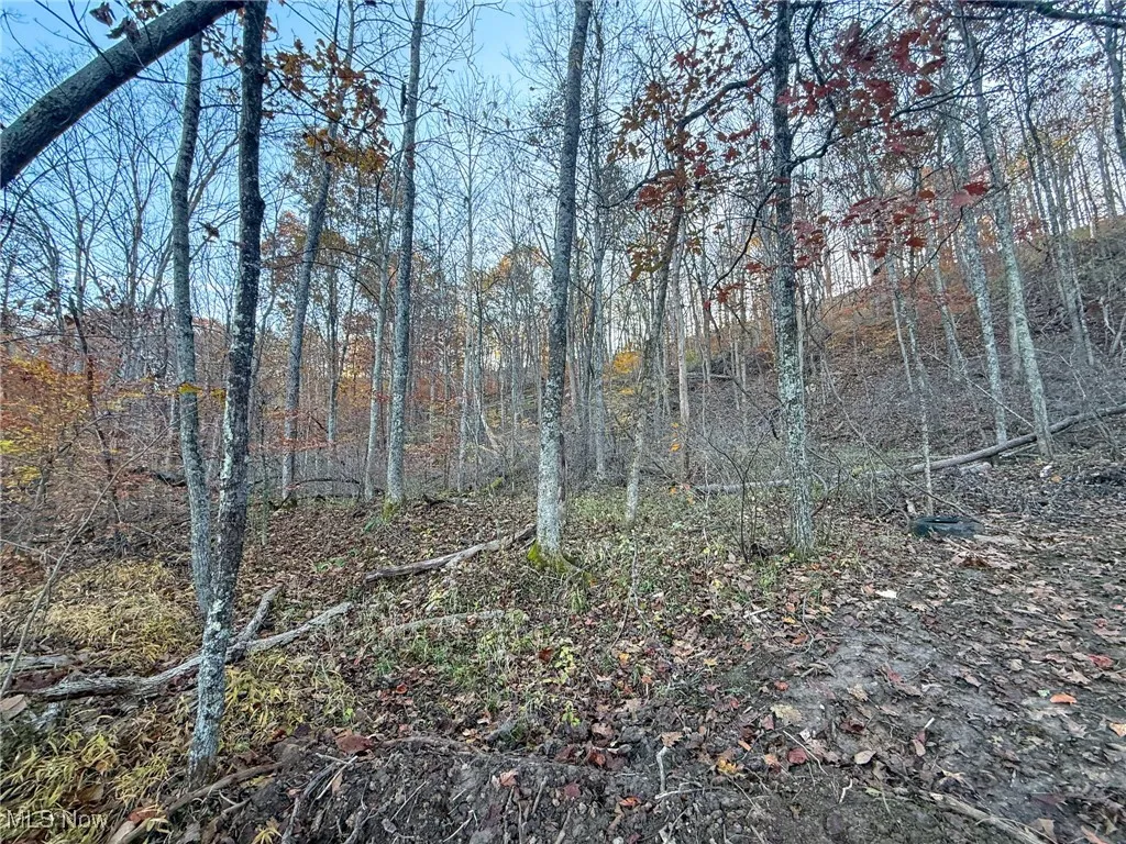 View of local wilderness