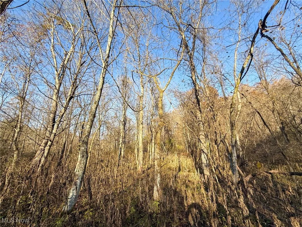 View of wooded area